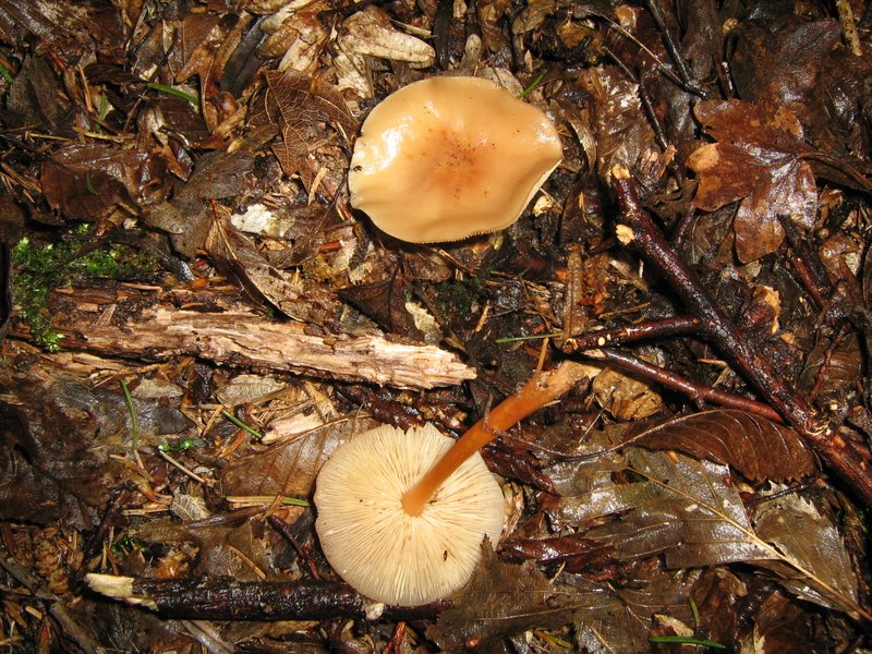 Funghi da Le Piastre